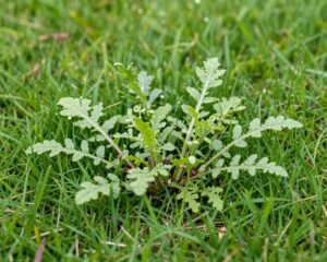 أعشاب ضارة في الحديقة