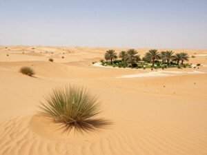 المناخ الصحراوي وتأثيره على حدائق الكويت