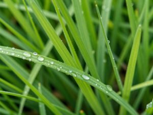 تفاصيل التيل الطبيعي الأخضر النضر تفاصيل التيل الطبيعي الأخضر النضر