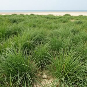 تيل الباسبالوم المقاوم للملوحة في منطقة ساحلية تيل الباسبالوم المقاوم للملوحة في منطقة ساحلية