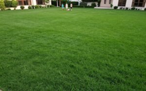 تيل الزويسيا بملمسه الناعم في حديقة منزلية تيل الزويسيا بملمسه الناعم في حديقة منزلية