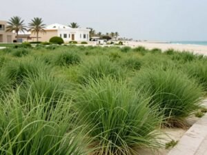 ثيل الباسبالوم البحري المقاوم للملوحة ثيل الباسبالوم البحري المقاوم للملوحة