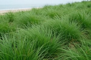 ثيل الباسبالوم الطبيعي ثيل الباسبالوم الطبيعي