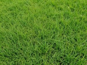 ثيل البرمودا الطبيعي ثيل البرمودا الطبيعي