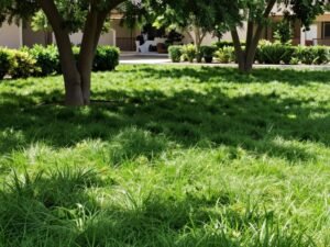 ثيل السانت أوغستين للمناطق المظللة ثيل السانت أوغستين للمناطق المظللة