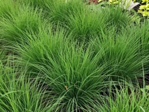 ثيل الفسكيو الطويل للمناطق الانتقالية ثيل الفسكيو الطويل للمناطق الانتقالية