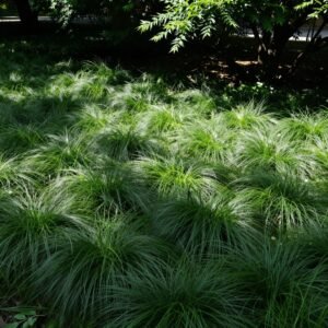 ثيل الفيسكيو في منطقة مظللة ثيل الفيسكيو في منطقة مظللة