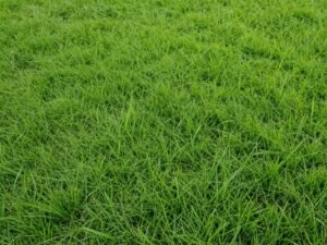 ثيل برمودا الطبيعي في الحدائق الكويتية ثيل برمودا الطبيعي في الحدائق الكويتية