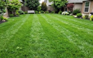 حديقة صحية ومزدهرة بالثيل الطبيعي حديقة صحية ومزدهرة بالثيل الطبيعي