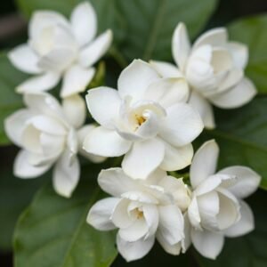 زهور عطرية دار الروضة زهور عطرية دار الروضة