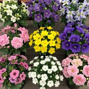 زهور ملونة دار الروضة الكويت زهور ملونة دار الروضة الكويت