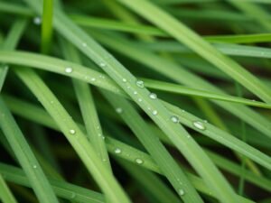 عشب ثيل طبيعي أخضر طازج بتفاصيل واضحة عشب ثيل طبيعي أخضر طازج بتفاصيل واضحة