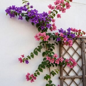 نباتات متسلقة وزهور ملونة في حديقة منزل كويتي نباتات متسلقة وزهور ملونة في حديقة منزل كويتي