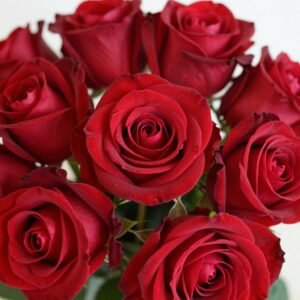 ورود حمراء دار الروضة ورود حمراء دار الروضة