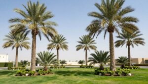 أشجار النخيل في حدائق الكويت