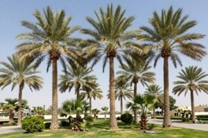 أشجار النخيل في حدائق الكويت