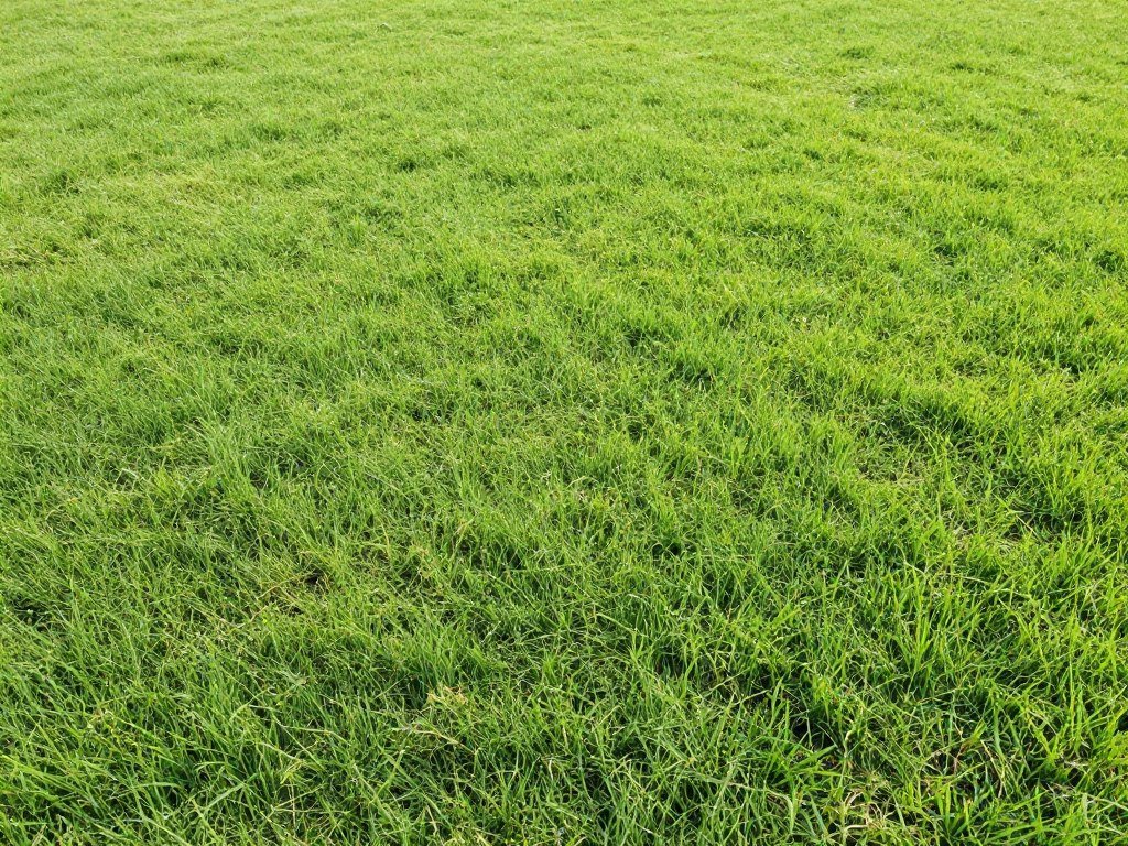 التيل الطبيعي يتحمل حرارة الصيف الكويتي