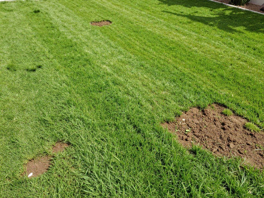 التيل المقصوص بشكل منخفض جداً يعاني من الإجهاد