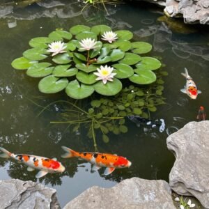 بركة مائية مع نباتات