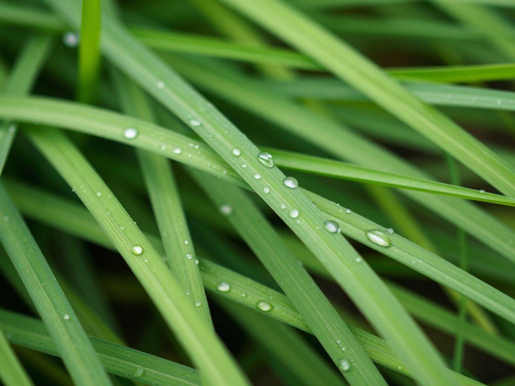 عشب ثيل طبيعي أخضر طازج بتفاصيل واضحة