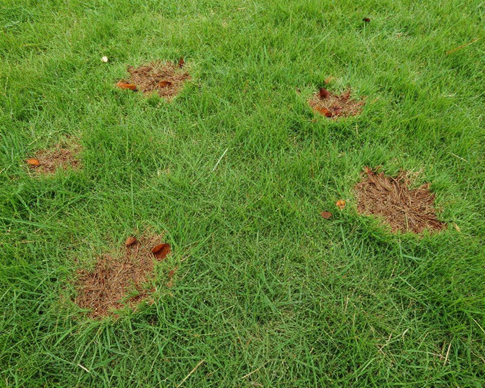 علاج بقع بنية في العشب الطبيعي