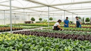 مشتل نباتات احترافي في الكويت مع نباتات منظمة