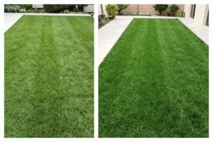 مقارنة بين العشب الطبيعي والصناعي في حديقة كويتية مقارنة بين العشب الطبيعي والصناعي في حديقة كويتية