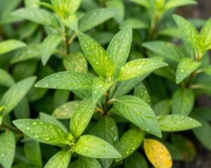 نباتات صحية بأوراق خضراء لامعة