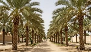 بستان نخيل جميل في الكويت