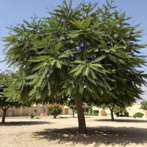 شجرة الغاف في تنسيق حدائق بيان