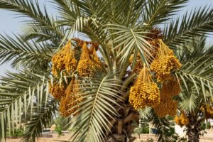 نخيل برحي مثمر في الكويت