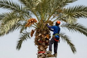 قص وتكريب نخل في حديقة كويتية