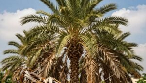 A lush palm tree stands tall in the center of the image, surrounded by a dense accumulation of dry palm fronds that require cleaning and trimming. The foreground features scattered, weathered leaves, contrasting with the vibrant greens of the palm tree, creating a sense of natural disarray. In the middle ground, the trunk of the palm is visible, showcasing its texture and health, while in the background, the bright blue sky is dotted with soft, white clouds, enhancing the tropical atmosphere. The lighting is warm and inviting, suggesting a sunny day. This image embodies the essence of professional tree maintenance, emphasizing the need for care in landscaping around palm trees, and is associated with the service provided by 99335258 in Kuwait.