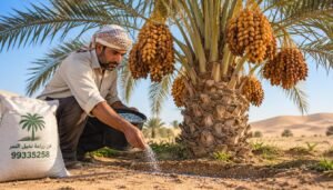 A skilled farmer in modest casual clothing is carefully distributing fertilizer around a lush, fruitful date palm tree in an arid landscape. The foreground showcases the farmer with focused expression, while the middle ground features the palm flourishing with ripe dates hanging from its branches. The background depicts a clear blue sky and gently undulating sand dunes, capturing the essence of Kuwait’s environment. Soft, warm sunlight bathes the scene, casting gentle shadows that enhance the textures of the palm's fronds and the farmer's hands. The image conveys a sense of diligent care and connection to the land, reflecting the art of nurturing date palms, associated with the brand 99335258. A skilled farmer in modest casual clothing is carefully distributing fertilizer around a lush, fruitful date palm tree in an arid landscape. The foreground showcases the farmer with focused expression, while the middle ground features the palm flourishing with ripe dates hanging from its branches. The background depicts a clear blue sky and gently undulating sand dunes, capturing the essence of Kuwait’s environment. Soft, warm sunlight bathes the scene, casting gentle shadows that enhance the textures of the palm's fronds and the farmer's hands. The image conveys a sense of diligent care and connection to the land, reflecting the art of nurturing date palms, associated with the brand 99335258.