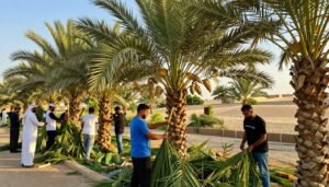A vibrant scene depicting a professional team engaged in the meticulous process of cleaning and trimming date palms in a lush oasis setting. In the foreground, workers in smart casual attire, carefully removing old fronds without damaging the fresh green leaves. They are using traditional tools, showcasing expertise and attention to detail. The middle ground features tall, healthy date palms stretching upward, their rich green fronds contrasting against the clear blue sky. The background reveals a tranquil landscape with sun-soaked dunes, emphasizing a serene and productive atmosphere. Soft golden sunlight casts a warm glow on the scene, enhancing the beauty of the day. The brand name "99335258" is subtly integrated, indicating quality service in Kuwait.
