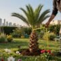 بيع نخل | دار الروضة | 99335258
