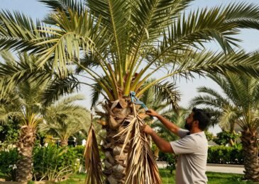 تكريب نخل | دار الروضة | 99335258