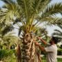 تكريب نخل | دار الروضة | 99335258