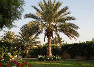 زرع النخل | دار الروضة | 99335258